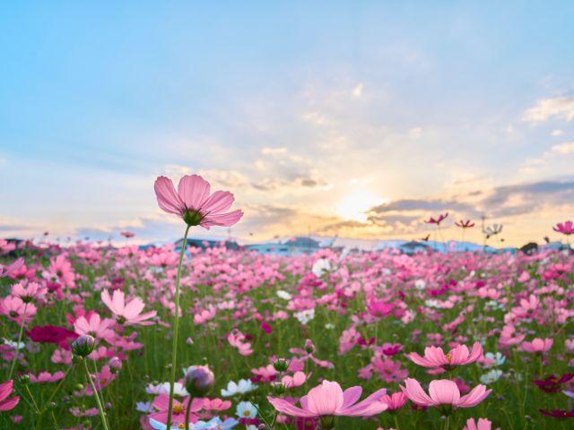 コスモスの風景